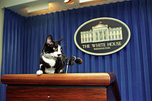 Socks, tuxedo cat, at White House podium