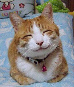 Orange & white cat smiling