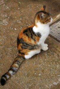 tortoiseshell, side view; white with tortie colors