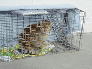 Cat in live trap