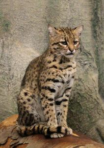 Geoffroy's cat, seated