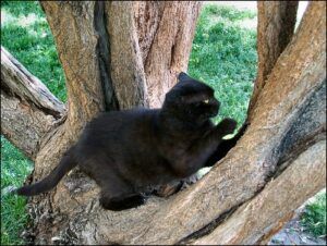 Black cat sharpening claws in tree