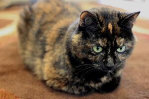 tortoiseshell cat, hunkered down