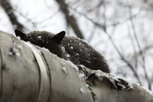 black cat sleeping on central heating pipeline; snowing