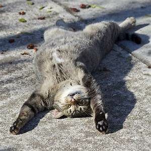 Tabby cat lying on back in sun