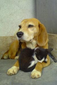 small black cat sleeping between beagle's paws