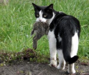 Tuxedo cat carrying rabbit