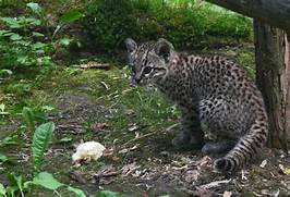Grey Geoffory's cat, in forest