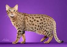 Ocicat, standing