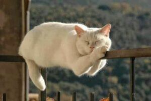 White cat snoozing on fence rail