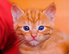 Blue-eyed orange kitten