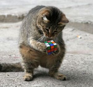 Cat on back legs, holding rubik's cube in front paws