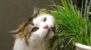 Tiger cat eating grass