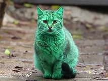 A green cat