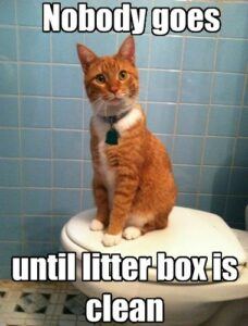 Cat sitting on closed toilet seat. "Nobody goes until litter box is clean."