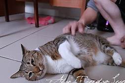 Tiger cat getting massage