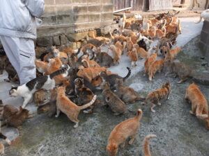Many cats waiting to be fed