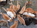 Many cats, feeding