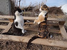 Two cats on hind legs in battle mode