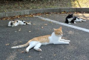 3 cats lying in the sun