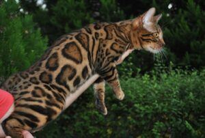 Bengal cat, leaping