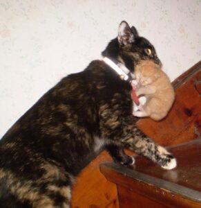 Mother cat carrying kitten up stairs