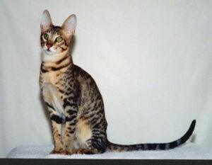 Serengeti cat, sitting pose