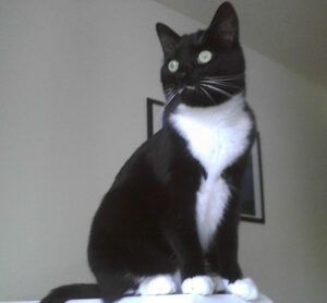 tuxedo cat, sitting