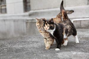 Two friend cats on a stroll