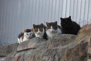 Four cats sitting on rock wall