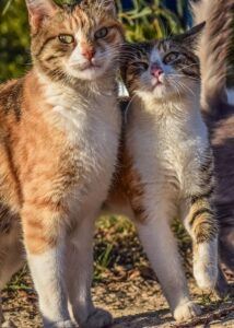 Two friend cats