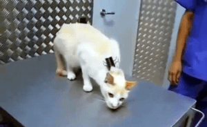 White cat after scruffing