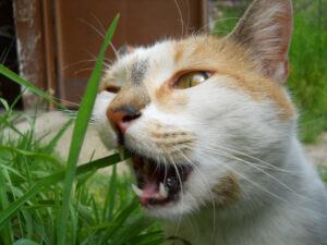 Cat munching on grass