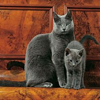 Russian blue cat and kitten