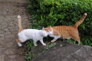 Orange and a white cat: friends meeting