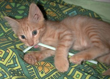Orange kitten chewing on plastic straw