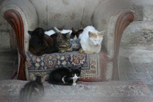 Many cats seated on chair