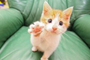 Orange kitten reaching with right paw