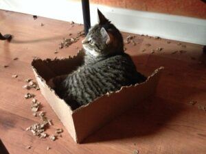 Cat sitting in box with chewed edges