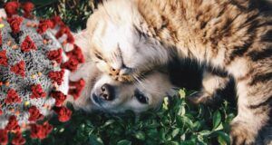 Cat loving dog; coronavirus symbol