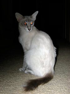 Javanese cat, sitting (white; dark tail)