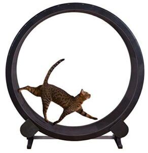 Cat running on One Fast Cat wheel