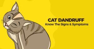 Ad: Cat Dandruff - Know the signs & Symptoms