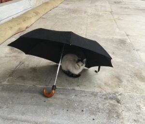 White cat sitting under black umbrella