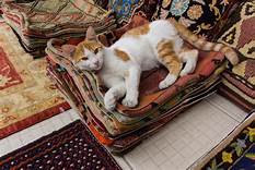 Cat lying on stack of small rugs