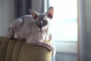 Sphynx cat sitting on back of chair