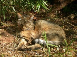 African Wild Cat, lying down, napping