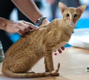 Orange Oriental Shorthair cat