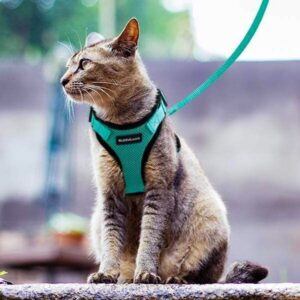 Sitting cat in harness and leash