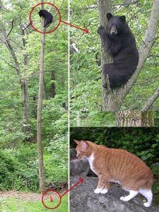 Cat trees black bear